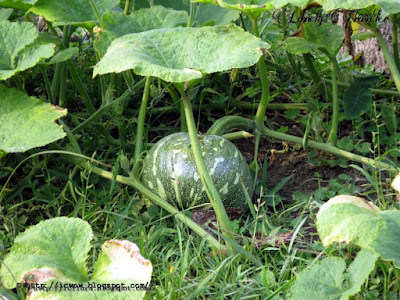 Pumpkin, Cucurbita maxima, Bangladesh, Cucurbitaceae