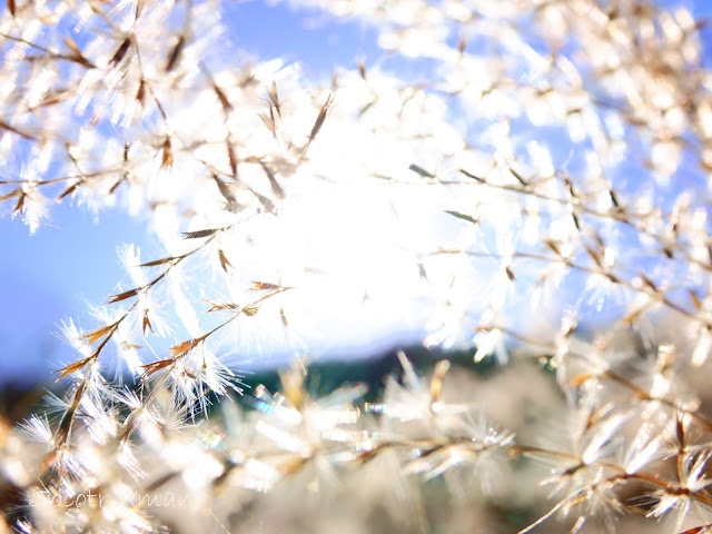 Miscanthus sinensis