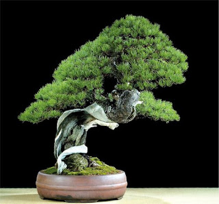 bonsai long giang