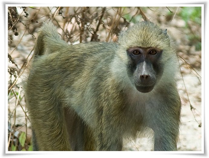 Yellow baboons facts pictures