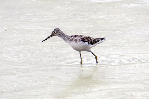 Greenshank