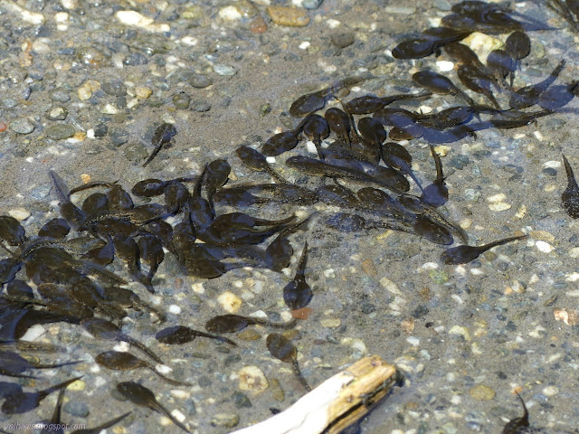 more tadpoles
