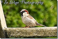 IMG_1459