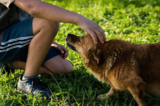 perros niños