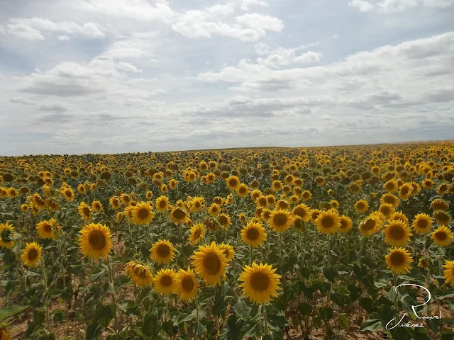 girasoles de Van gohg