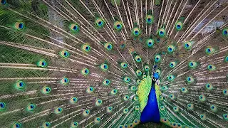 Amazing facts about Peacock in Hindi - मोर मोरनी के बारे में रोचक तथ्य