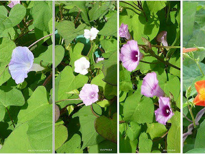 朝顔 発芽 コットン 884734-朝顔 発芽 コットン
