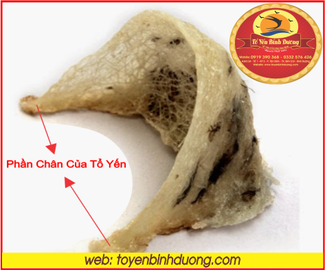 chân tổ yến nguyên chất bình dương3