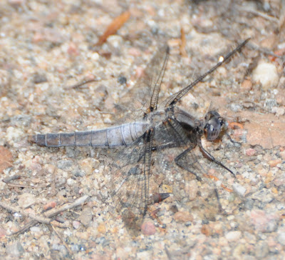 Chalk-fronted Corporal (Ladona julia)