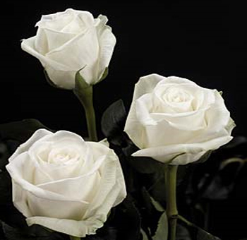 Indian Celebrities Pictures on Indian Celebrity Zoon  Beautiful White Rose