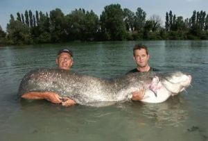 Сом. Франція 106 кілограм (фото:ukrainianfishing.com.ua)
