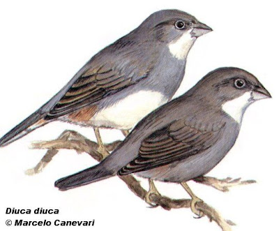 Common Diuca Finch