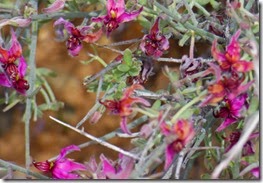 Cave Creek Regional Park Spring Blooms