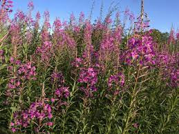 Liquid fertilizer made with willow