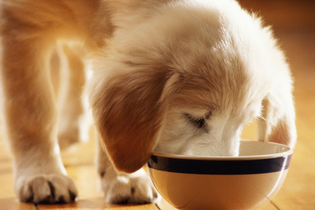 Puppy eating good dog food