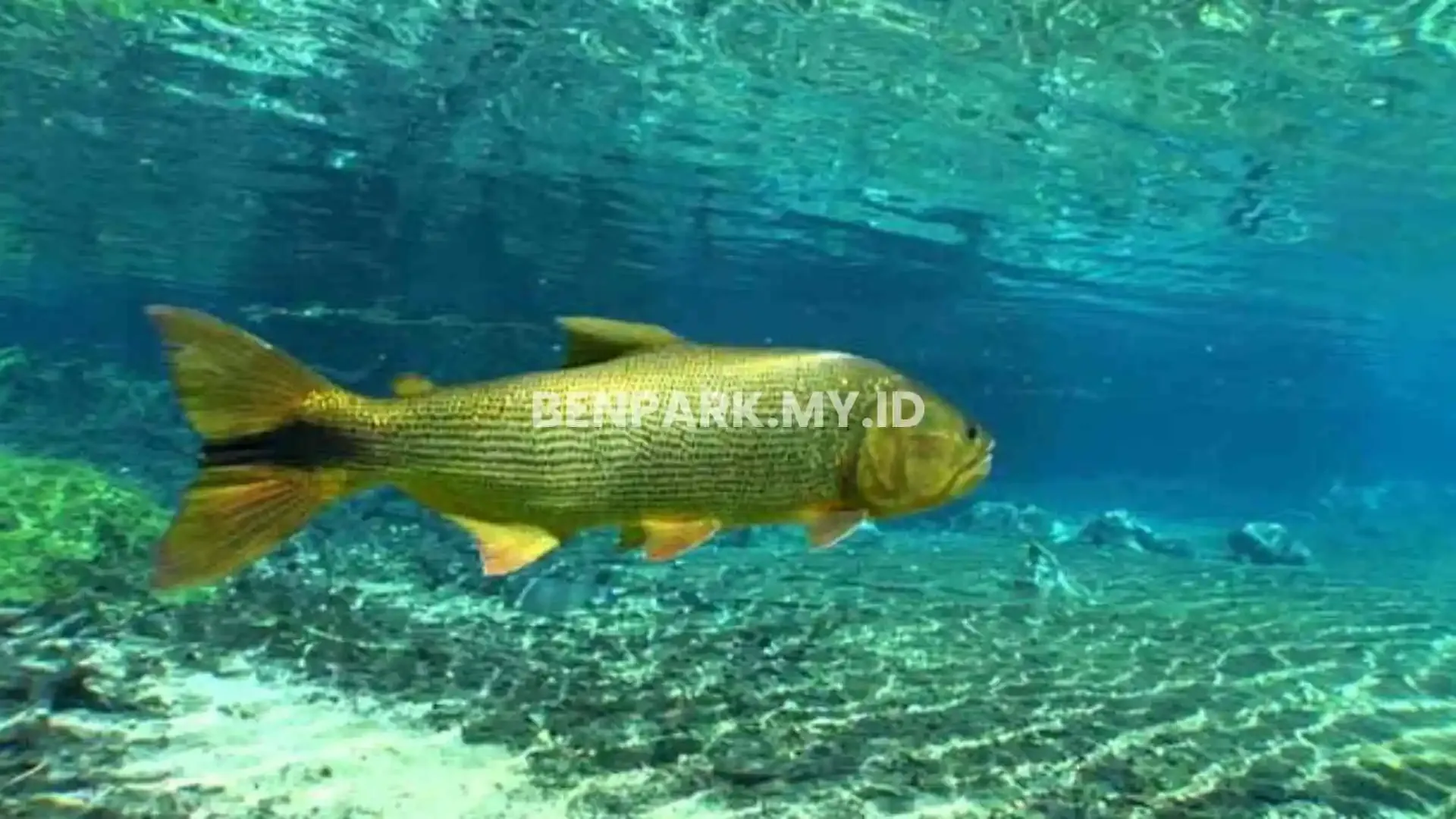 Golden Dorado