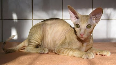 peterbald cat pets information