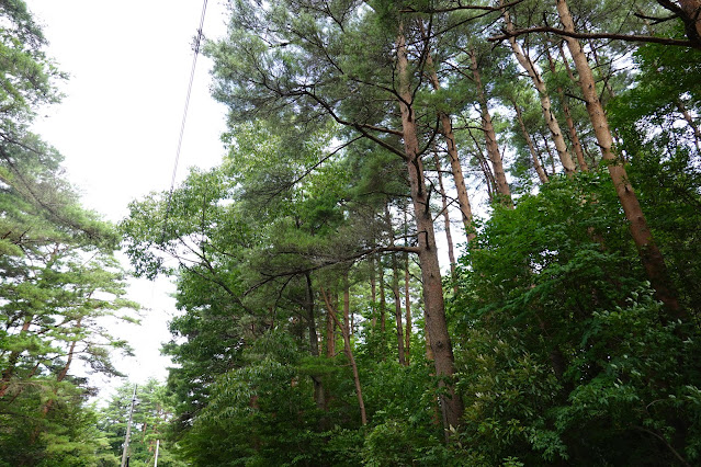 鳥取県西伯郡伯耆町丸山　赤松の森道