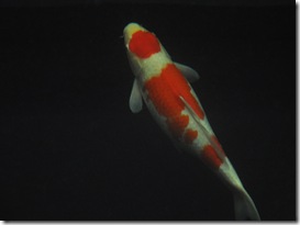 Tancho Kohaku Koi nishikigoi