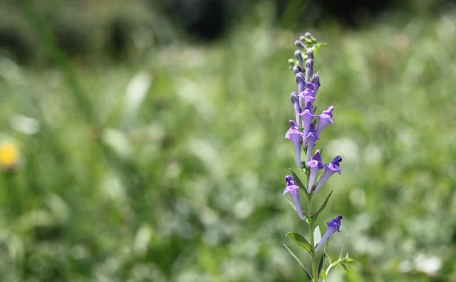 Baikal Skullcap Flowers Pictures