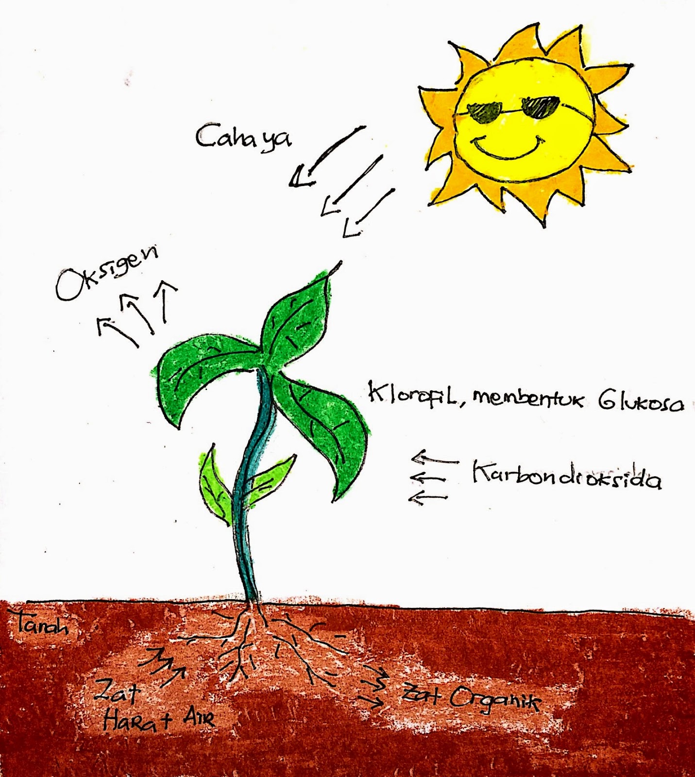 Memanen Oksigen dan Listrik dengan Plant e Laci Memori