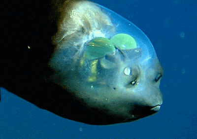  Barreleye fish