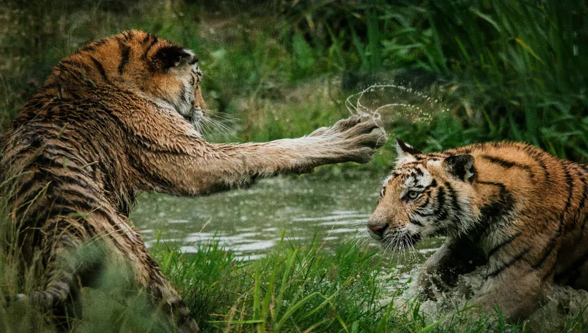 Endangered Royal Bengal Tiger