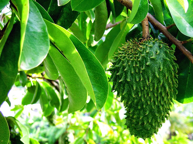 Daun dan buah sirsak (Annona Muricata L)