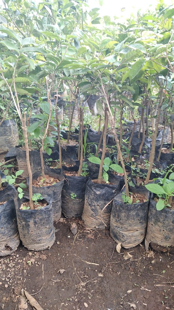 bibit kelengkeng durian terlaris Aceh