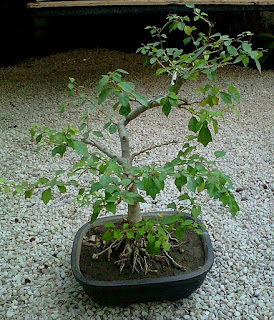 old bonsai plant in ahmedabad