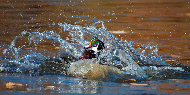 Wood Ducks at Sterne Park