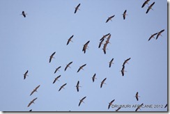 IMG_2927