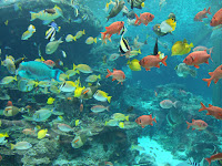 Nature+Fish+In+Okinawa+Churaumi+Aquarium