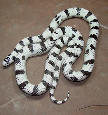 California King Snake. 50 50 California King Snake