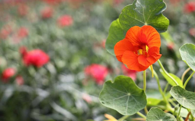 Nasturtium Flowers Pictures