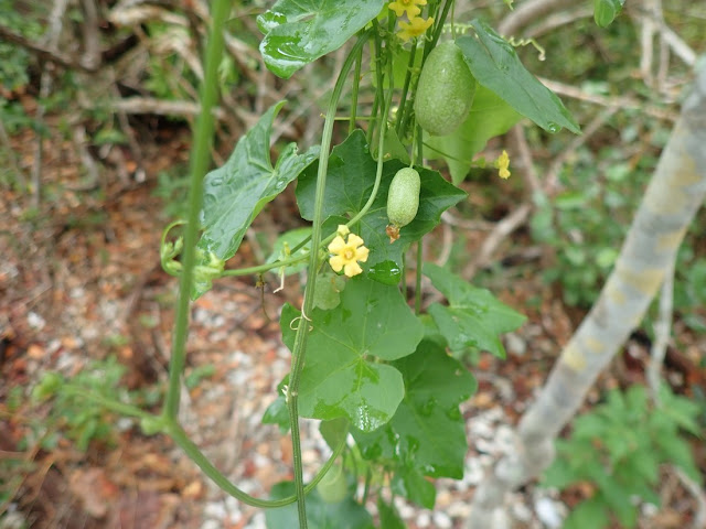 Melothria pendula