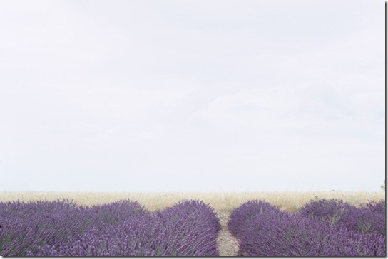 lavender3