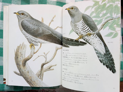 鳥 ホトトギス 画像 287091-鳥 ホトトギス 画像
