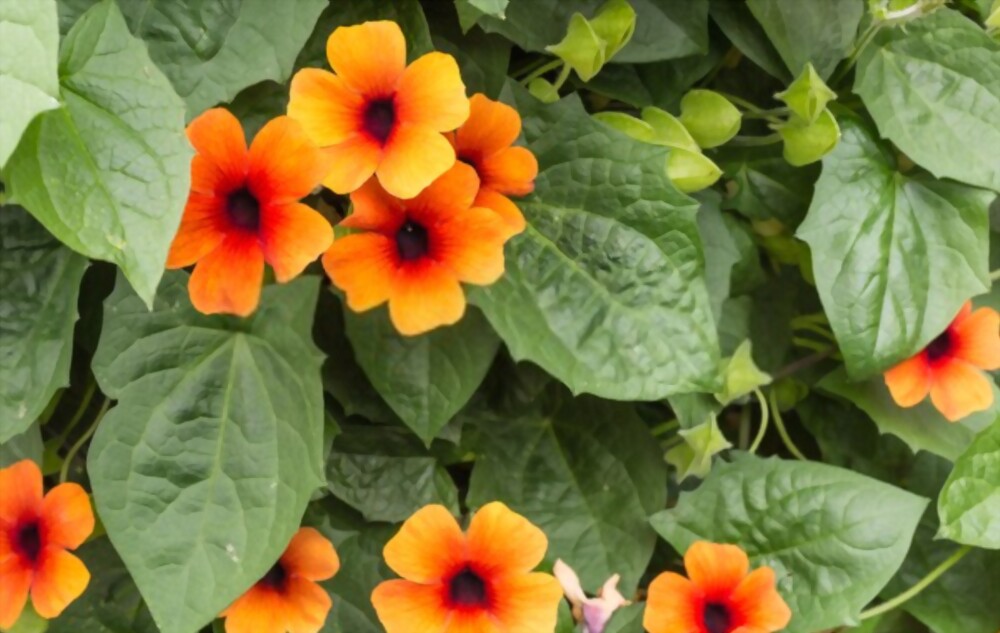 Black-eyed Susan Vine