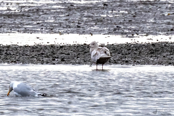 Iceland gull