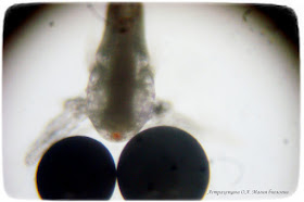 науплиус-цисты-под-микроскопом