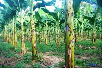 Berkebun Pisang