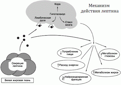 Механизм действия лептина