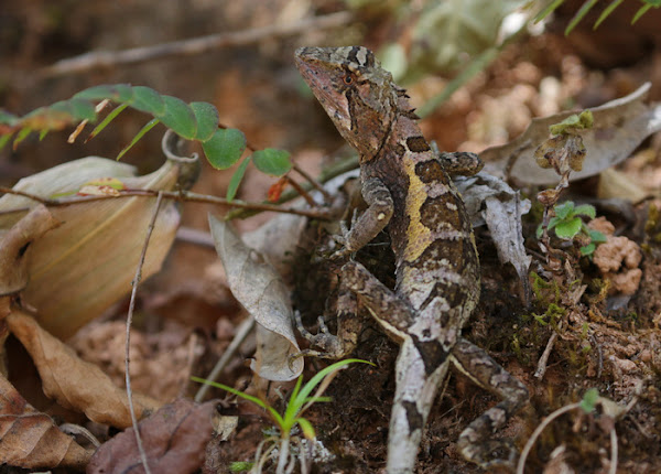 Diploderma yunnanense, Yunnan Japalure, กิ้งก่าดอยยูนนาน