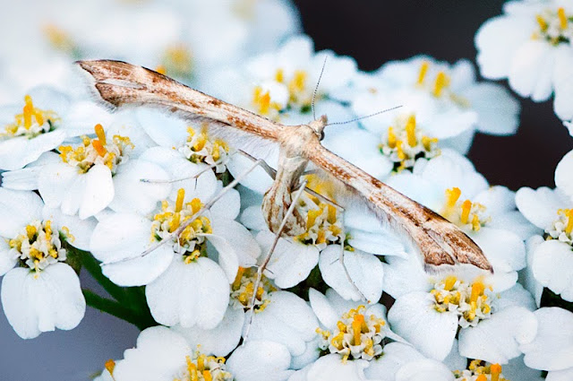 Yarrow Plume Moth (c) John Ashley