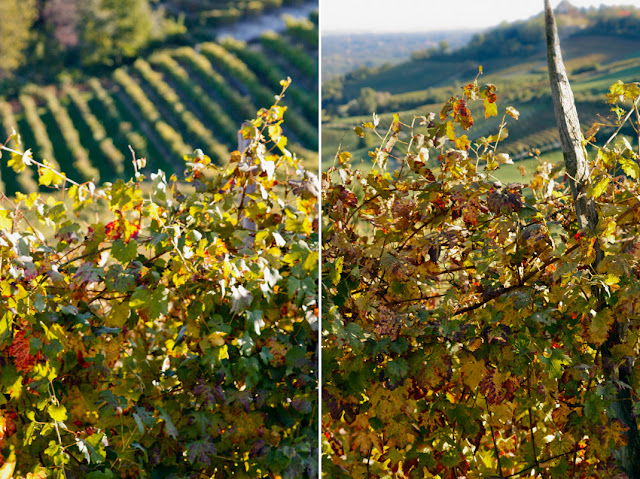 vigne in autunno