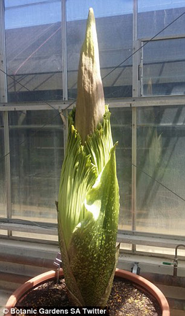 Bunga saiz gergasi terbesar di dunia, yang telah wujud untuk satu dekad