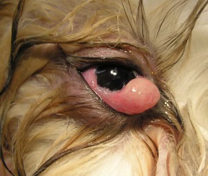 Dog Eye Disease5