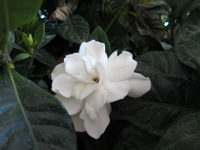 Fiore Gardenia jasminoides