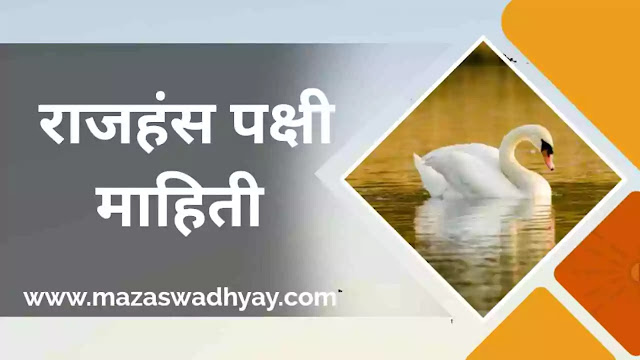 राजहंस पक्षी माहिती मराठी | Swan bird Information In Marathi | Rajhans Pkshi Mahiti Marathi